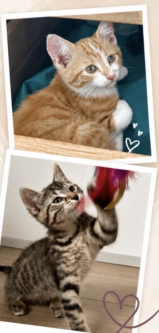 Deux chatons, communication animale